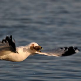 Ring-billed Gull