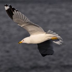 Ring-billed Gull