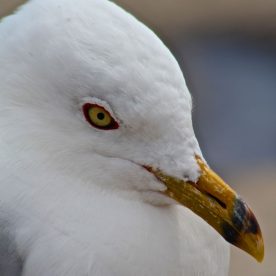 Ring-billed Gull