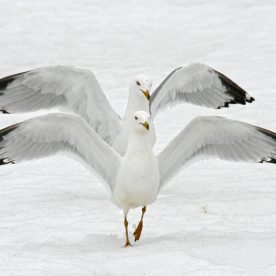 Ring-billed Gull
