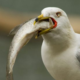 Ring-billed Gull