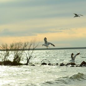 Ring-billed Gull