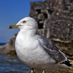 Ring-billed Gull