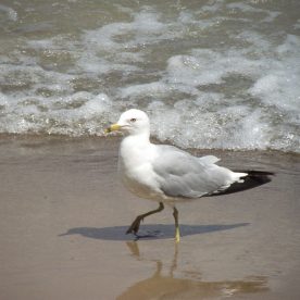 Ring-billed Gull
