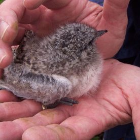 Roseate Tern chick being handled by a researcher