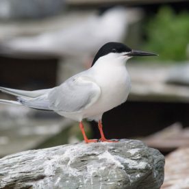 Roseate-Tern