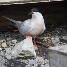 Roseate-Tern