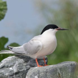 Roseate-Tern