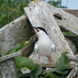 Roseate-Tern