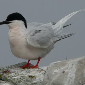 Roseate-Tern