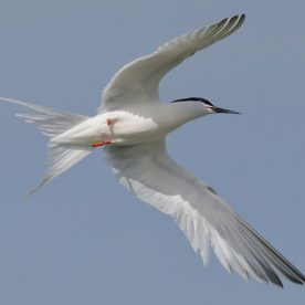 Roseate-Tern