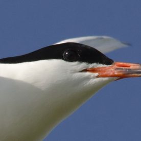 Roseate-Tern