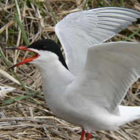 Roseate-Tern