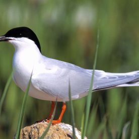 Roseate-Tern