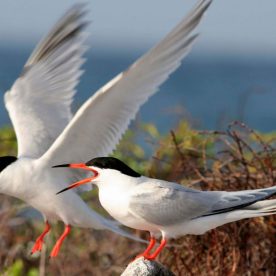 Roseate-Tern