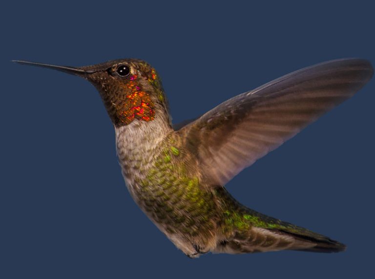 Rubis Hummingbird Le Colibri à gorge rubis - Faune et Flore du Pays