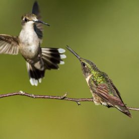 Ruby-throated Hummingbird