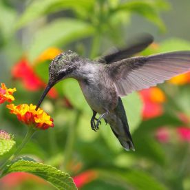 Ruby-throated Hummingbird