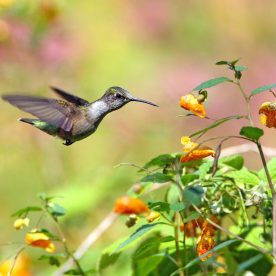 Ruby-throated Hummingbird