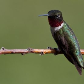 Ruby-throated Hummingbird