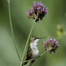 Ruby-throated Hummingbird