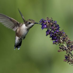 Ruby-throated Hummingbird