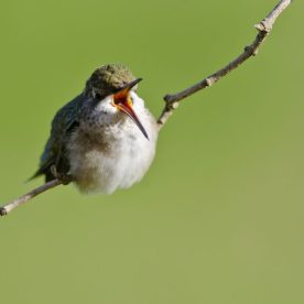 Ruby-throated Hummingbird