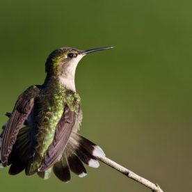 Ruby-throated Hummingbird