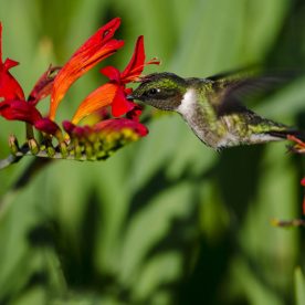Ruby-throated Hummingbird
