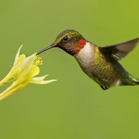 Ruby-throated Hummingbird