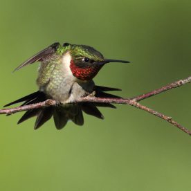 Ruby-throated Hummingbird