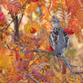 Ruffed Grouse