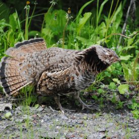 Ruffed Grouse