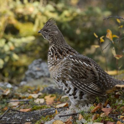 Ruffed Grouse - Hinterland Who's Who