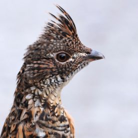 Ruffed Grouse