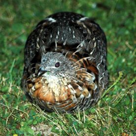 Ruffed Grouse