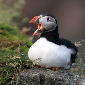Atlantic Puffin