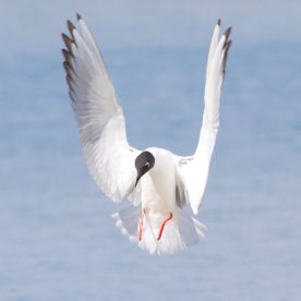 Bonaparte's Gull