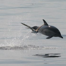 Dolphin and Greater Shearwater