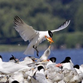Common Tern