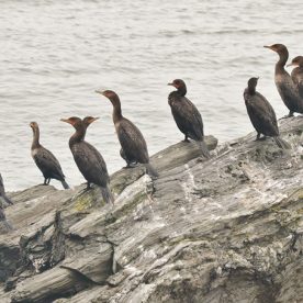 Double-crested Cormorants