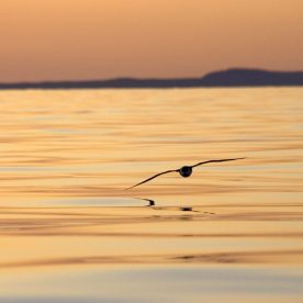 Greater Shearwater