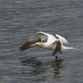 Northern Gannet