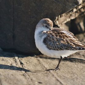 Semipalmated Sandpiper