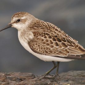 Semipalmated Sandpiper