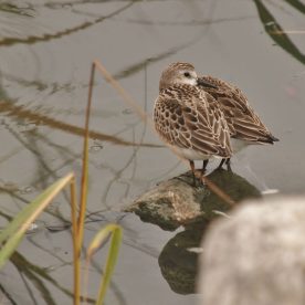 Semipalmated Sandpiper
