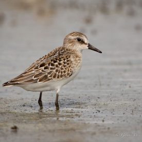 Semipalmated Sandpiper