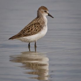 Semipalmated Sandpiper
