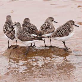 Semipalmated Sandpiper