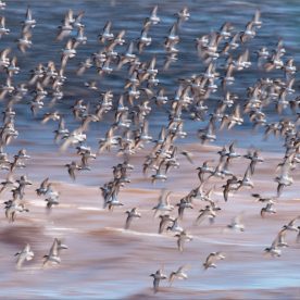 Semipalmated Sandpiper